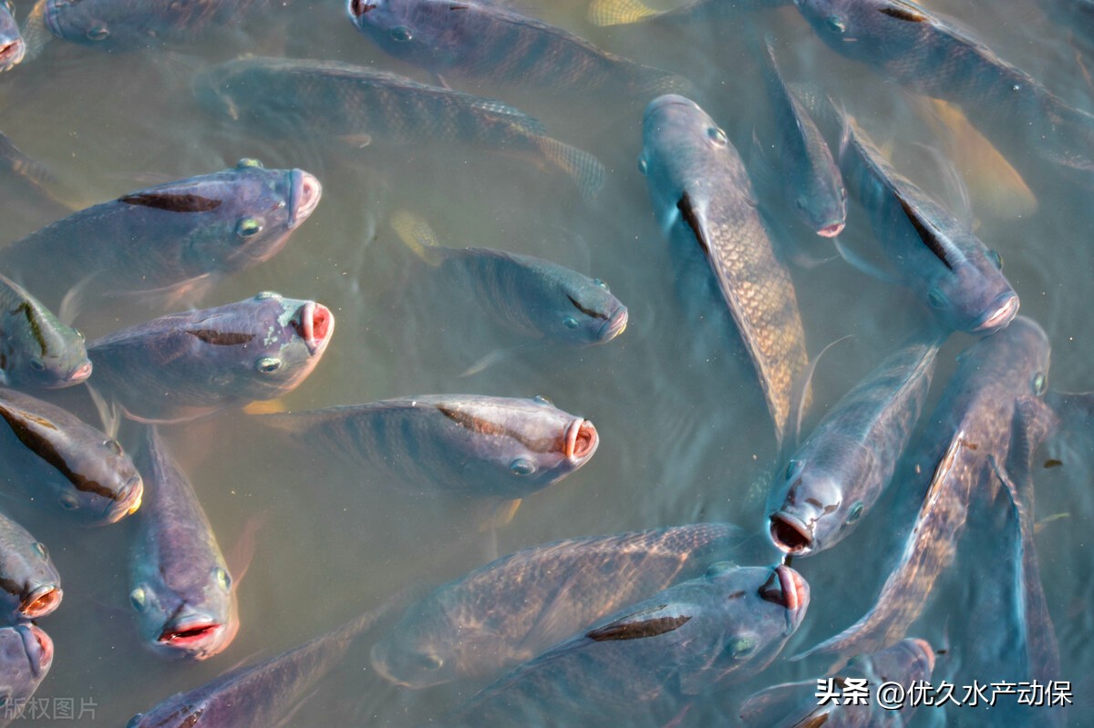 @养殖户：小雪已至，这些水产病害千万不能忽视