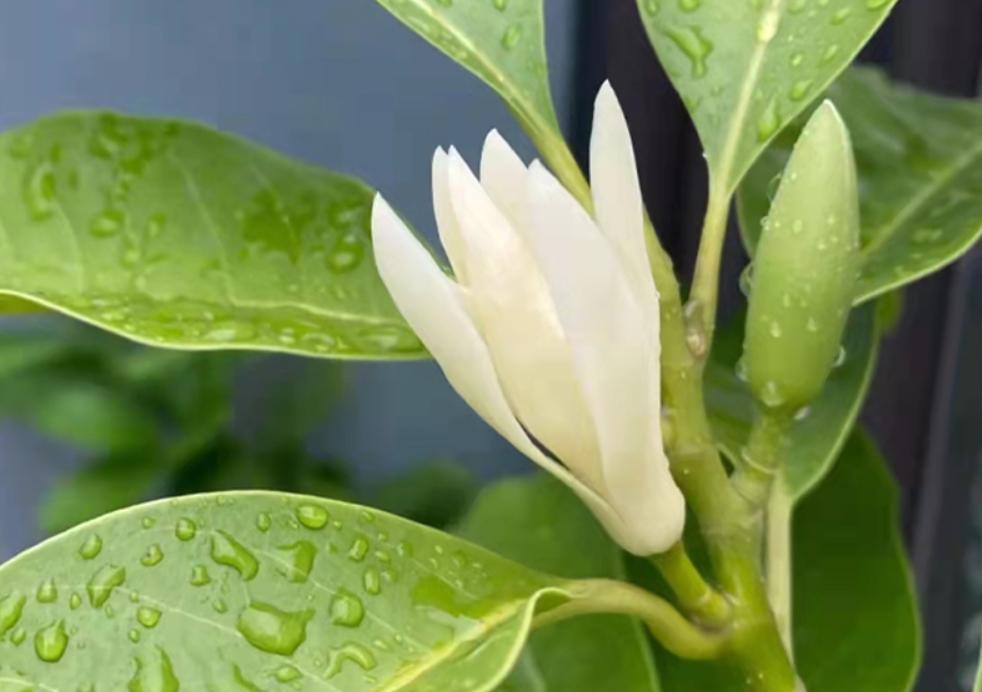 白兰花开花多有什么办法,白兰花什么时候开花是最佳时间