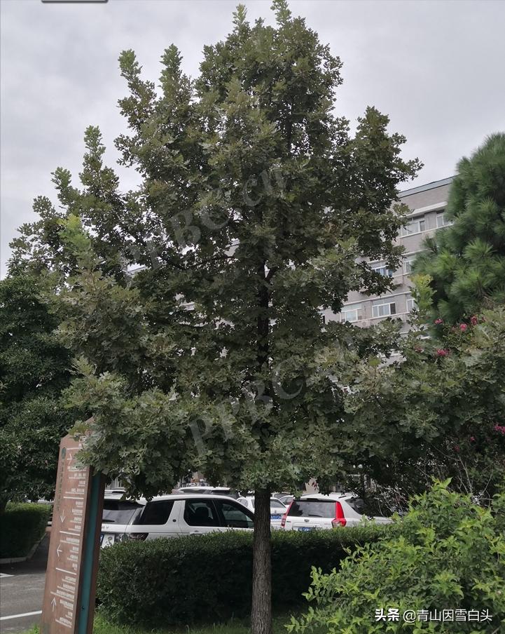 种树前景怎样,栎树种植前景如何