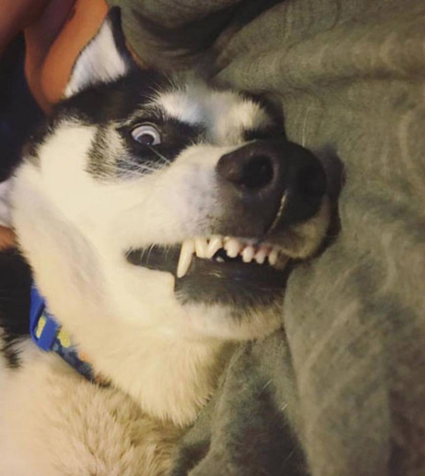 烈性犬不牵绳,未牵绳犬撕咬受伤狗主人