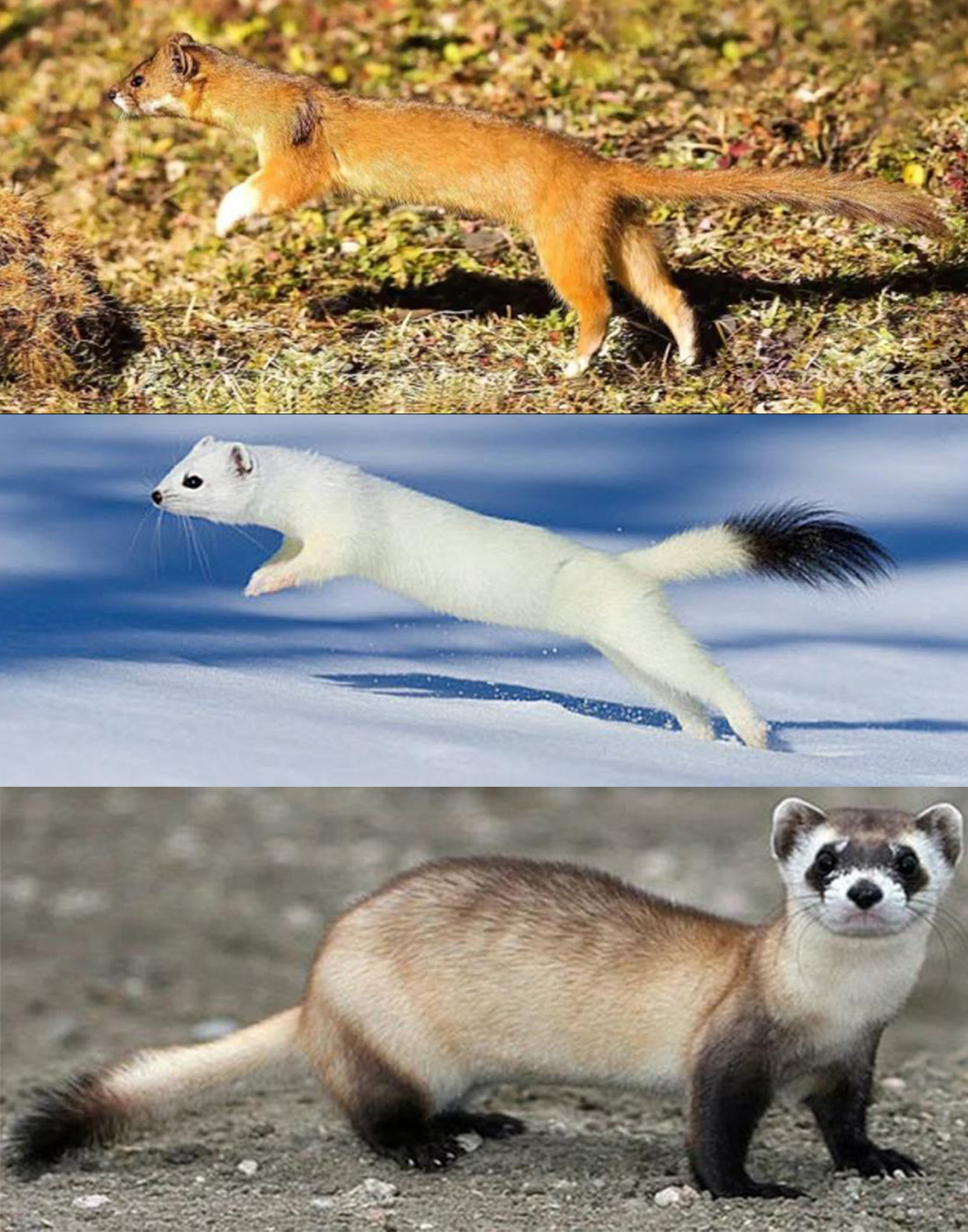 为什么黄鼠狼被称为黄大仙不能杀,家门口的黄鼠狼能打吗