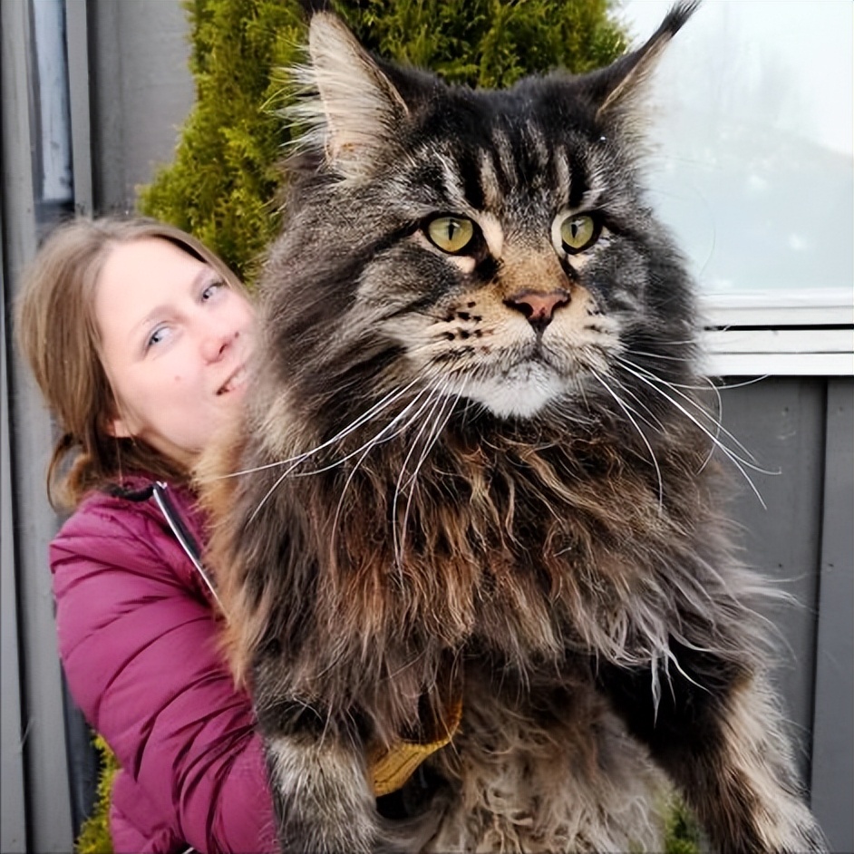 十大最不值得养的猫,四种不建议养的猫咪