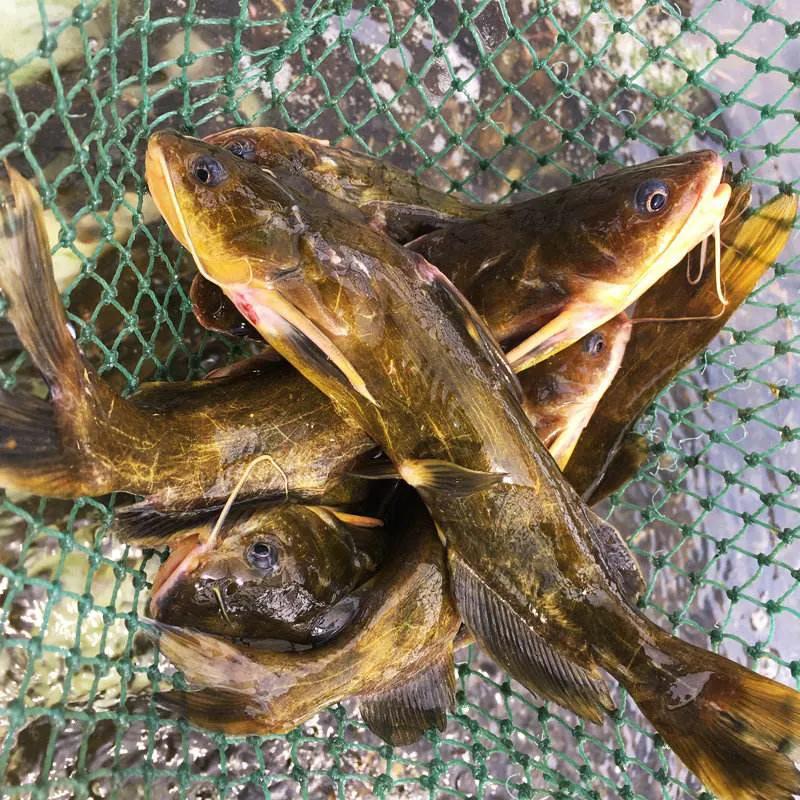 鱼类食材大全名称图片,鱼类菜谱大全100种