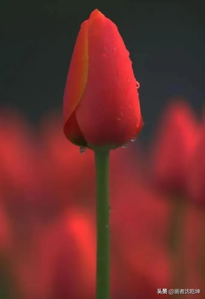 绝美郁金香花图片,绝美郁金香图片大片