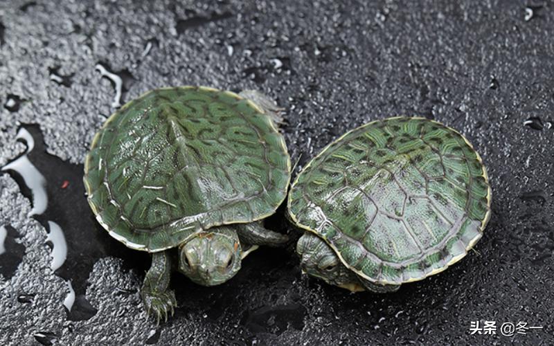养龟避坑,新手养龟入门基础知识