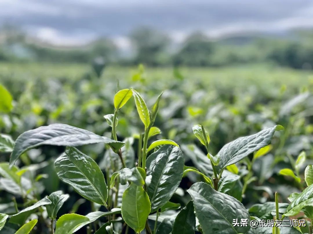 广州出发-英德1天游，美拍狗尾巴草，打卡巧克力小镇，千亩茶园
