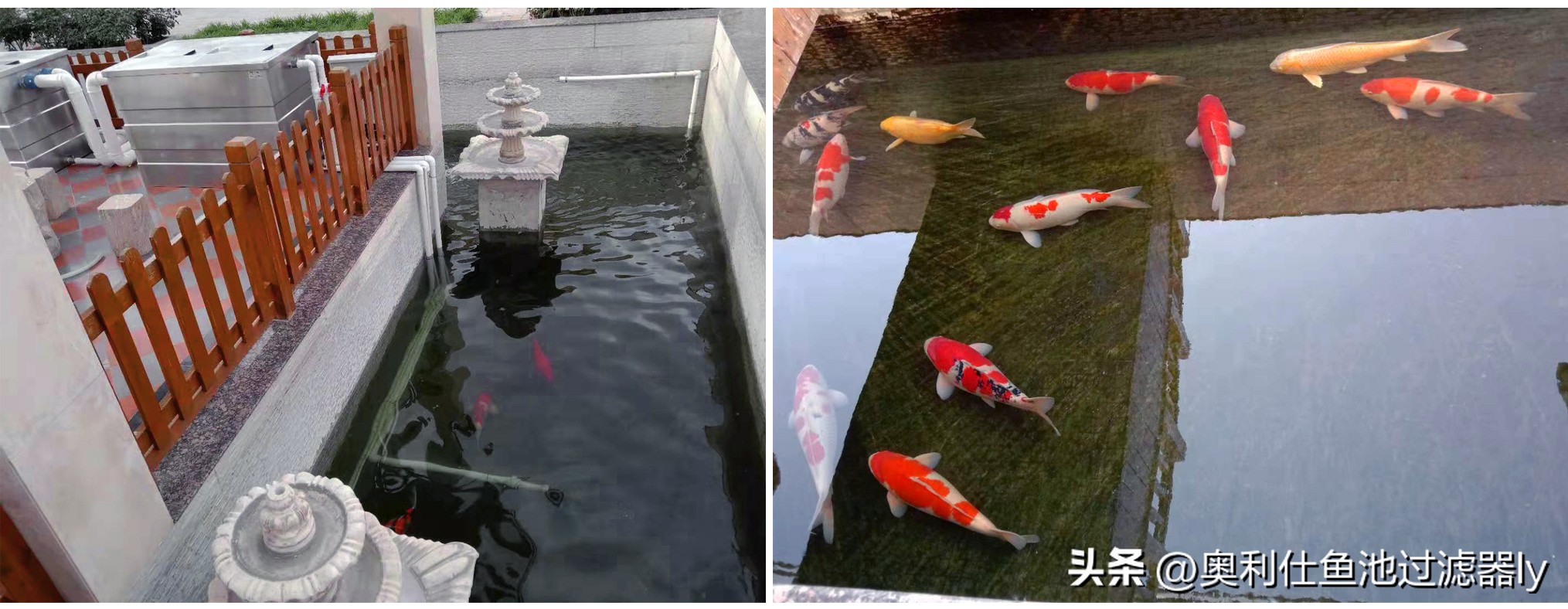 一百平方锦鲤鱼池水净化过滤系统,全自动过滤系统锦鲤鱼池施工方案