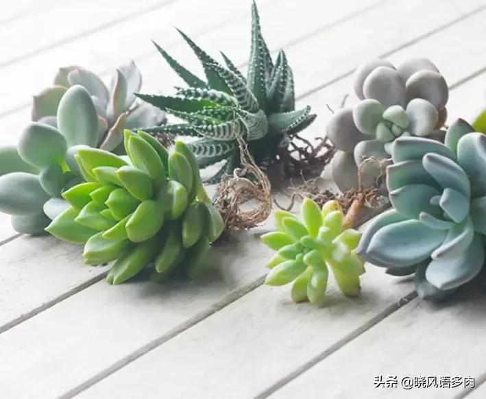 多肉晒太阳技巧,多肉小苗春天可以全天晒太阳吗