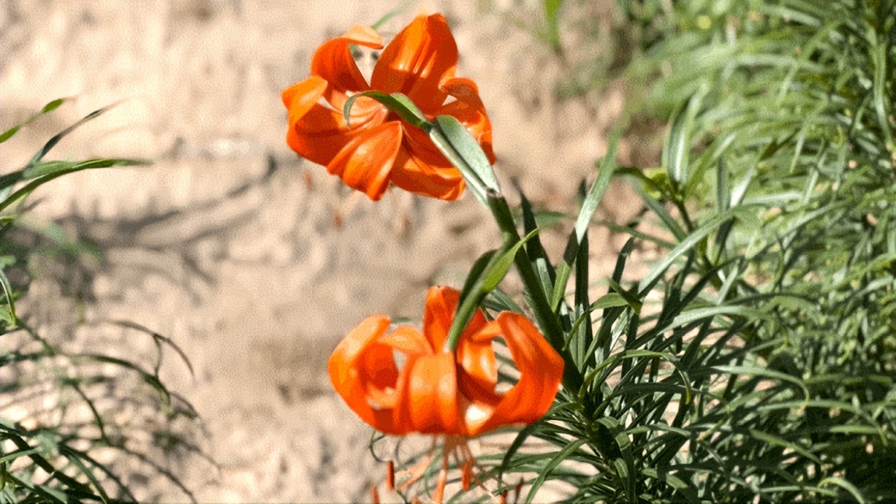 铻嶅獟缇庢櫙,铻嶅獟鏃呮父