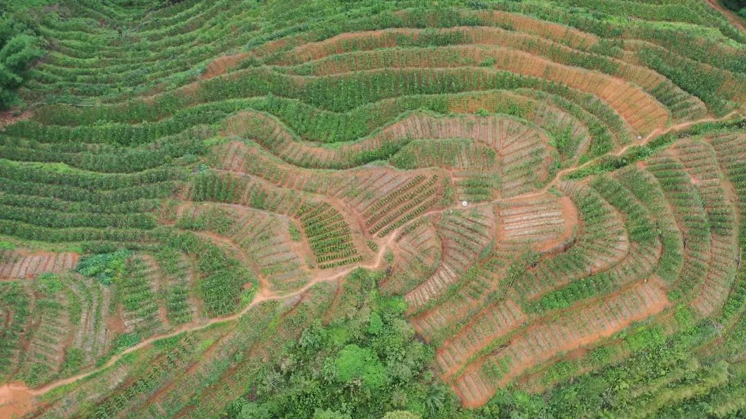 「强国复兴有我」看绿春最强创业搭档，将“小魔芋”变身“金疙瘩”