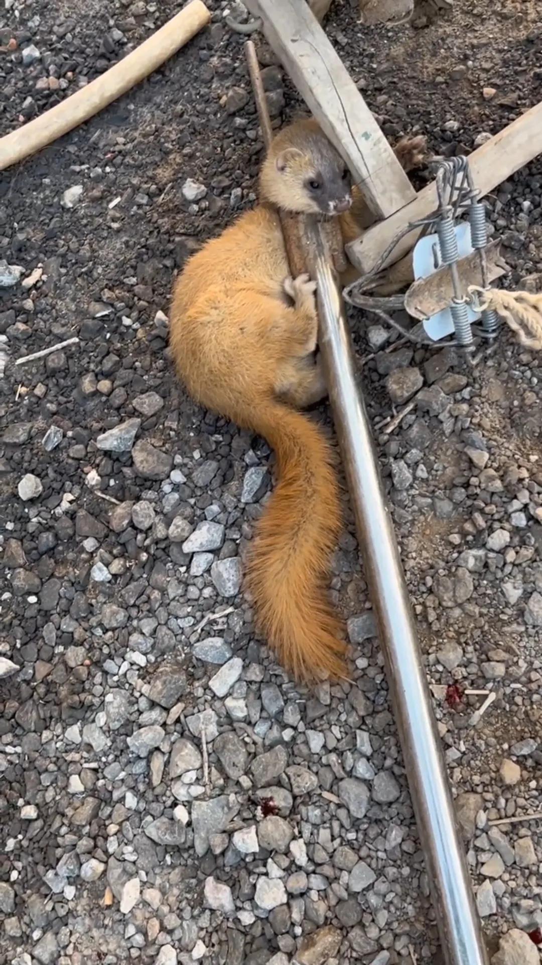 我被黄鼠狼咬伤的第一天：手指红肿，嗜睡的征兆已经出现！