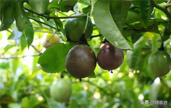 现在百香果种植行情,百香果产量与价格为什么高