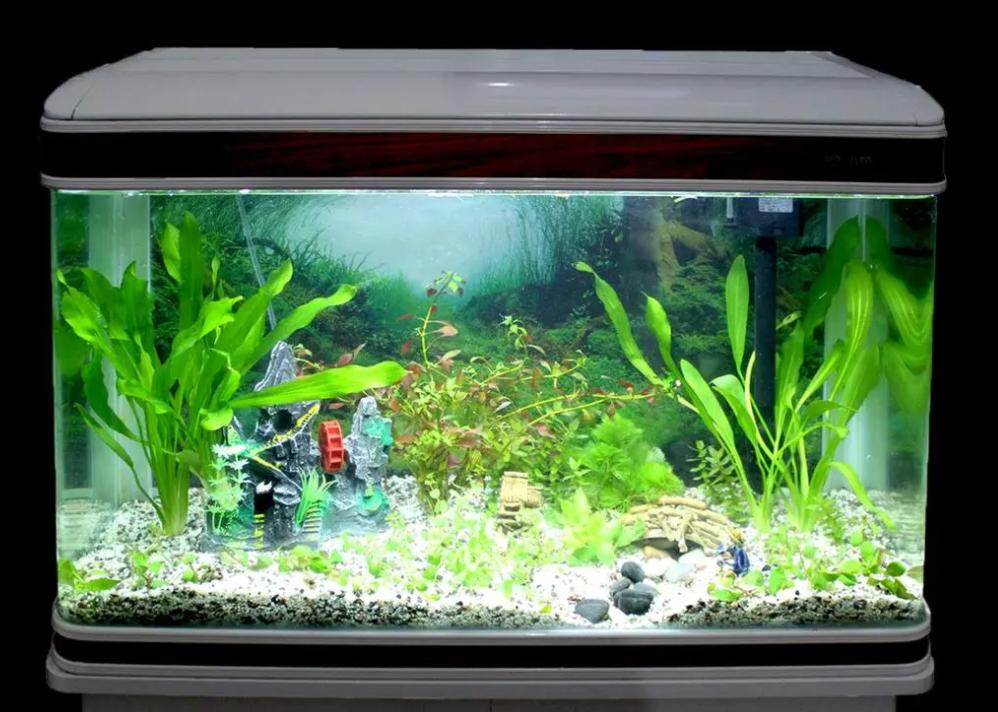 孔雀鱼怎样养会越养越多,为什么大孔雀鱼越养越少