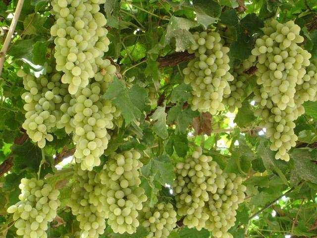 吐鲁番为什么热不是因为火焰山吗,新疆吐鲁番火焰山为什么这么热