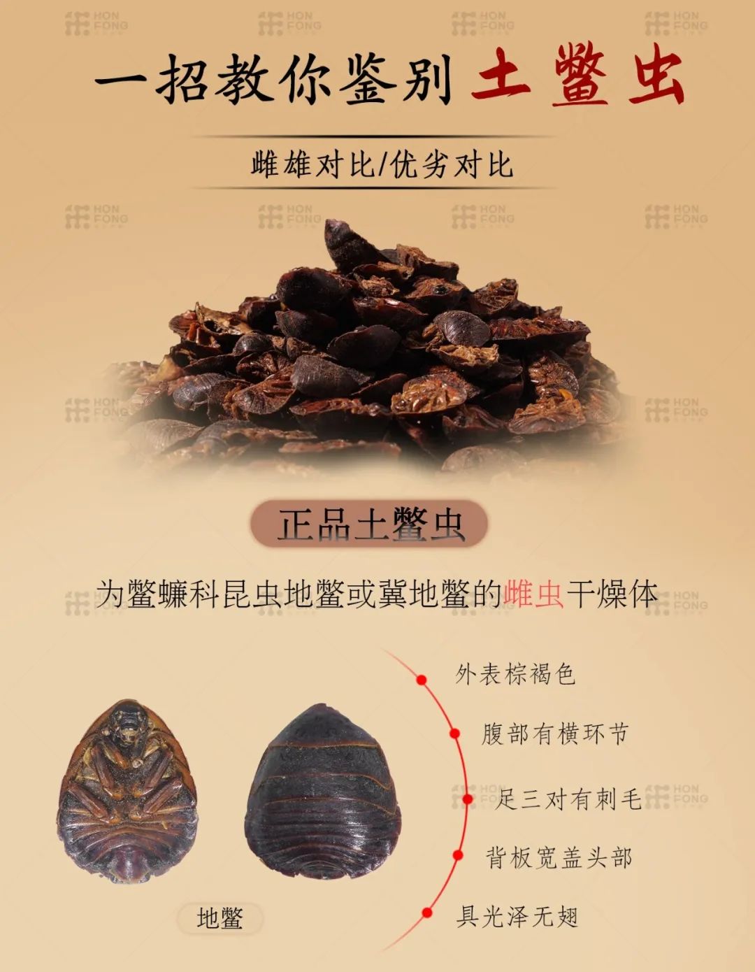雄土鳖虫可以入药吗,土鳖虫为什么只能用雌虫