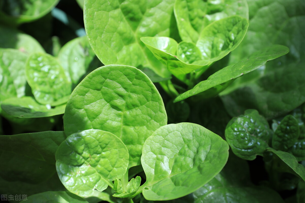 高钙菜一种可以补钙的野菜,高钙菜是野菜吗