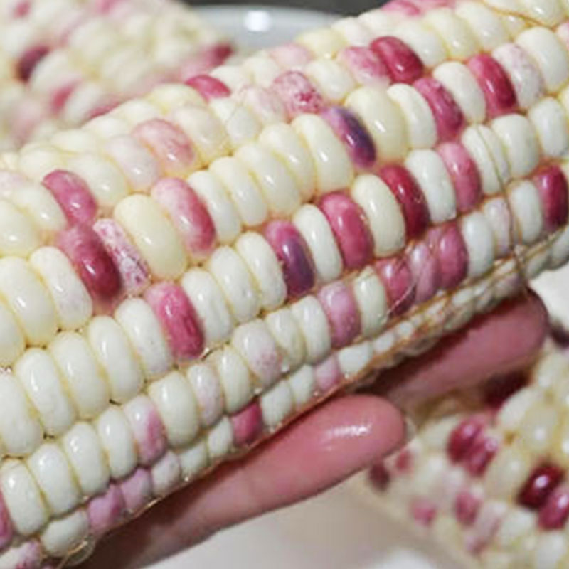 花糯玉米好吃的品种,花糯玉米软糯香甜