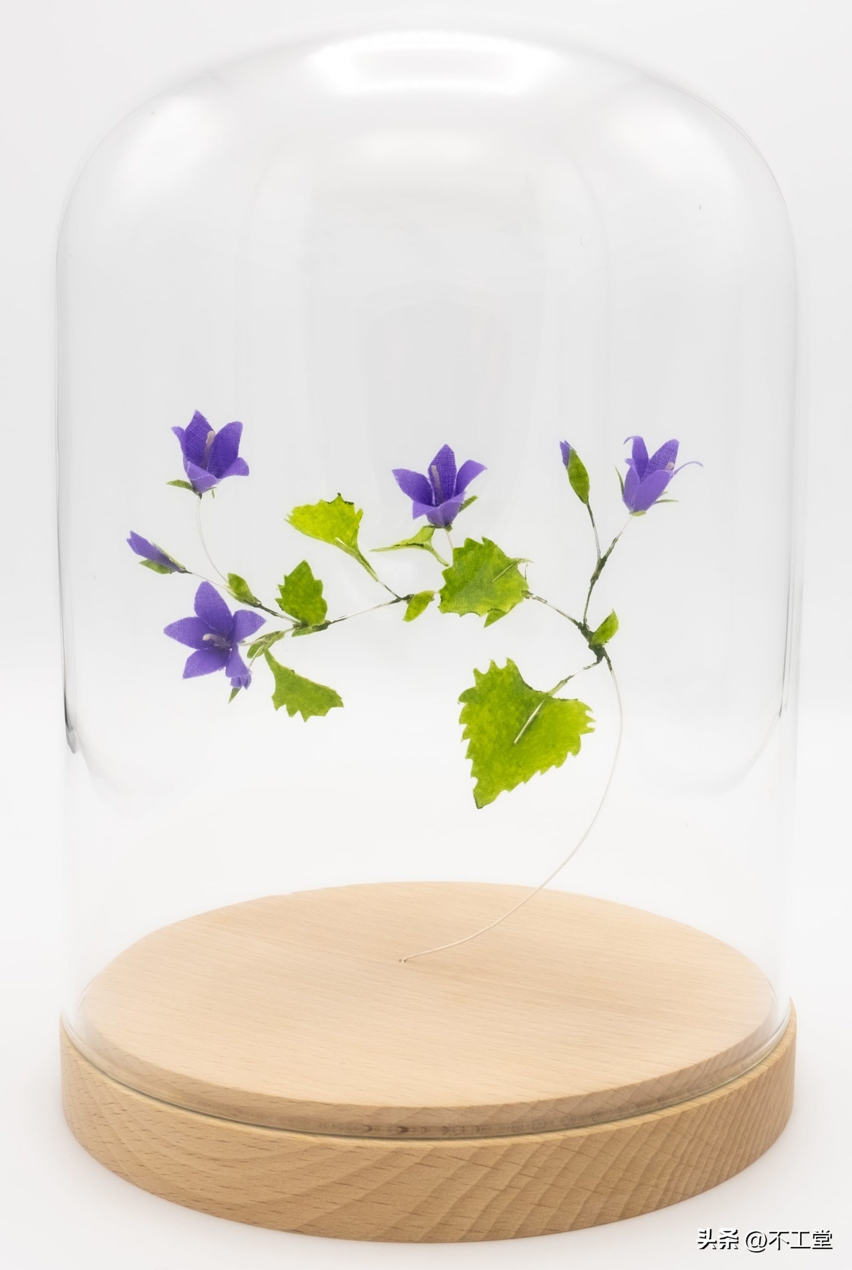 用植物标本做手工,手工压花康乃馨植物标本