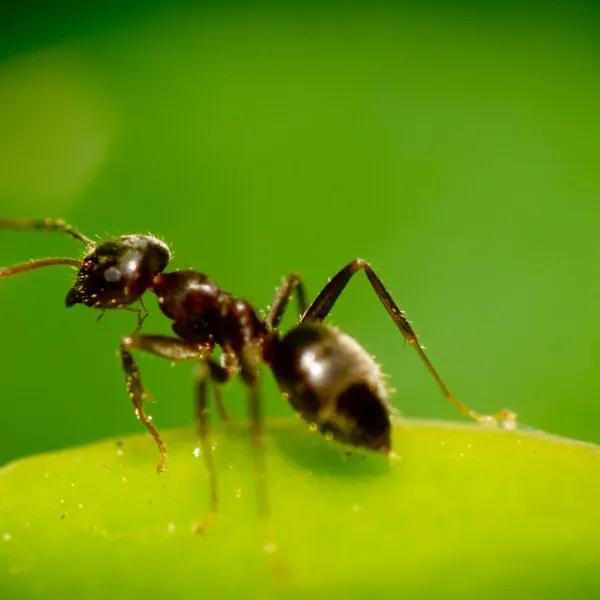 蚂蚁vs白蚁,蚂蚁防治白蚁