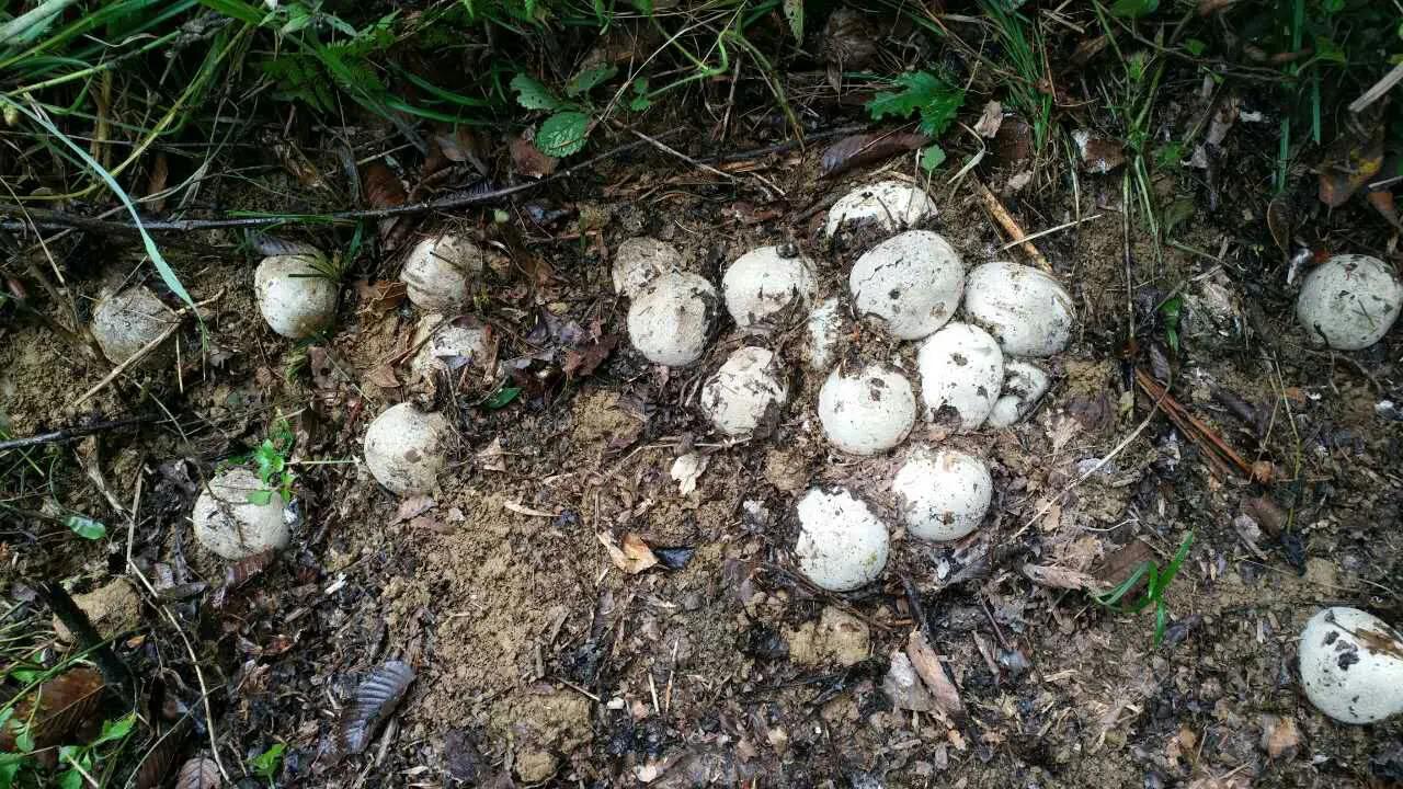 3条大蛇盘踞天花板，蛇头暴起嘶嘶响太吓人，家蛇究竟能不能打？