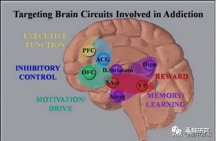 毒食品真相大揭秘,揭秘毒品真相24