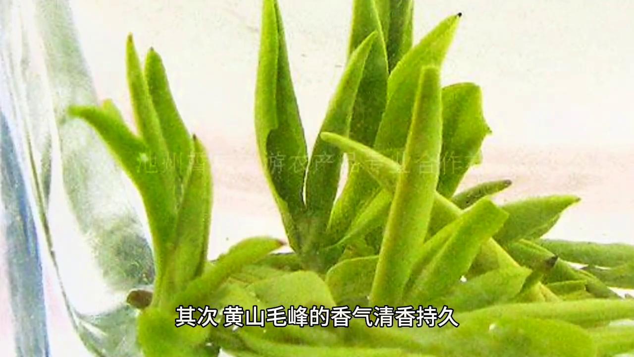 中国茶叶细分之绿茶黄山毛峰,黄山毛峰和崂山绿茶哪个好
