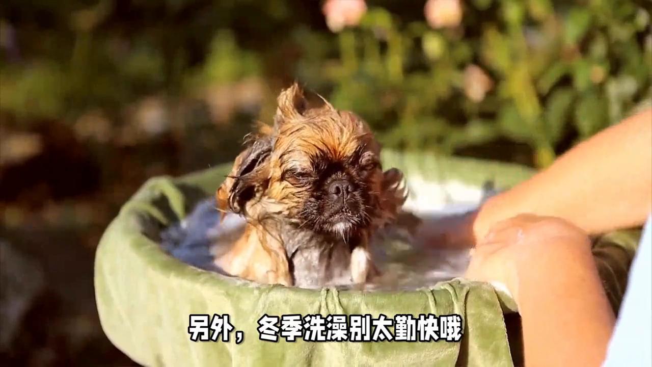 冬天养宠物的注意事项,冬天养鸟注意事项和禁忌