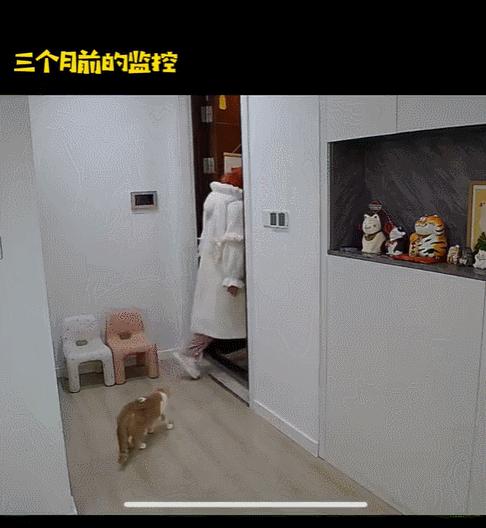 喜当爹!三只公猫凑不出一个蛋,结果...谁给母猫肚子搞大了!