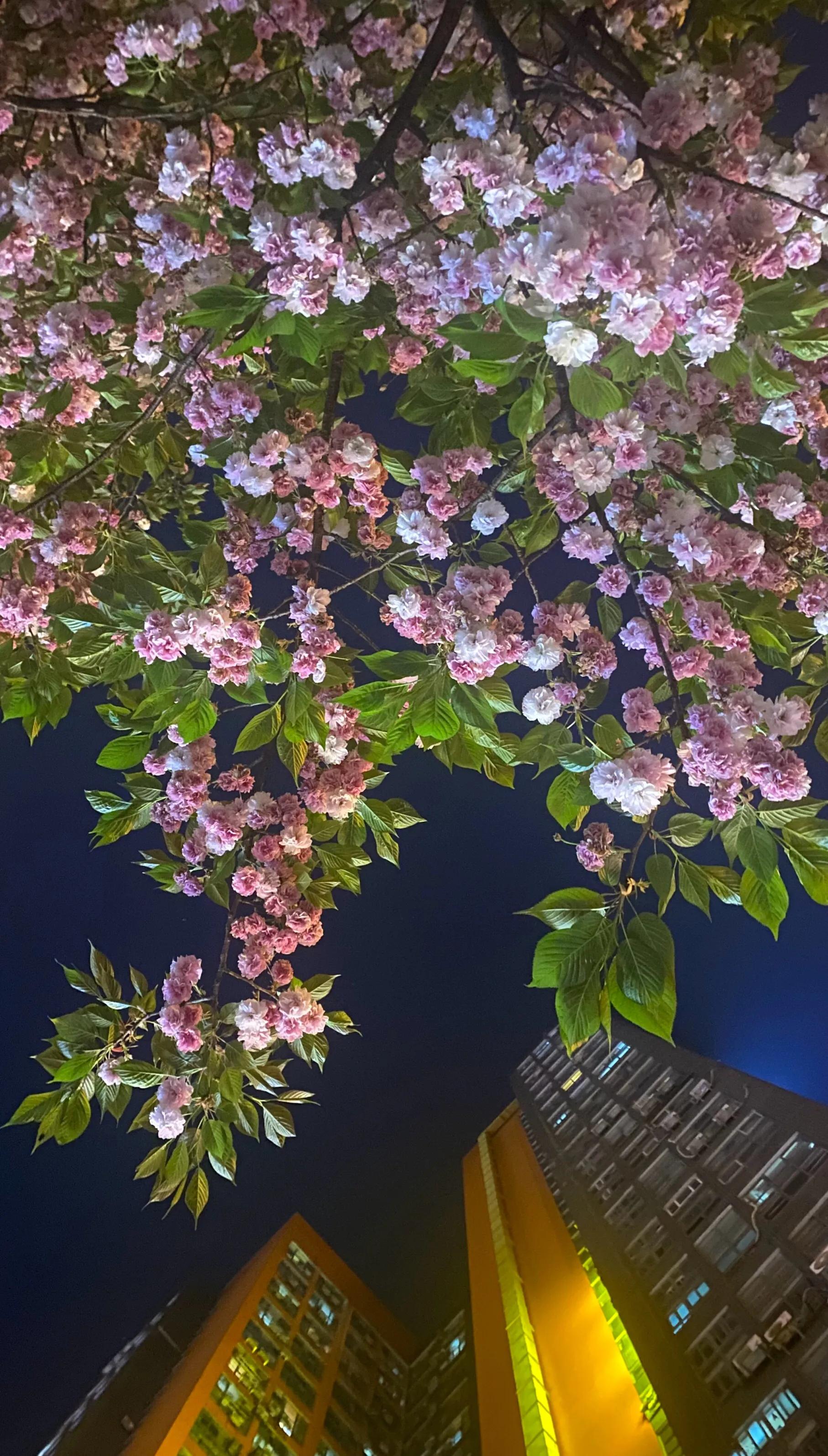 人鱼部落小说,小说部落免费阅读大全