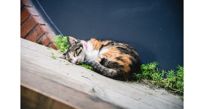 蚂蚁王国疯狂动物城,疯狂动物城初级版