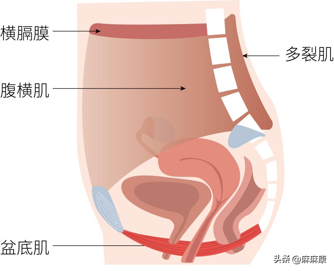 女性练胸部肌肉最快最有效的方法,女性为什么要做力量训练