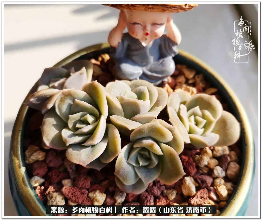 一个并不优秀的90后,何以解忧唯有多肉下一句