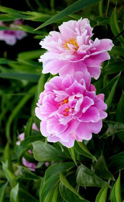 闺蜜小说知乎,闺蜜小说免费阅读