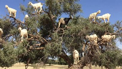 摩洛哥踢球干净吗,摩洛哥的羊为什么上树