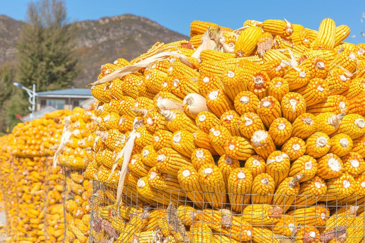 中国玉米市场走向明确,玉米市场迎来转机