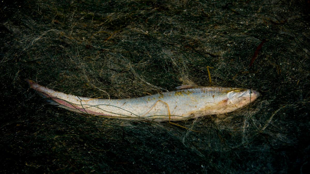 非禁渔地区可视锚鱼器犯法吗,非禁渔时期可视锚鱼是否违法