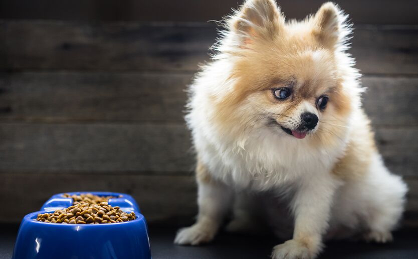 博美狗狗肾脏衰竭吃什么,博美病了不吃狗粮怎么办