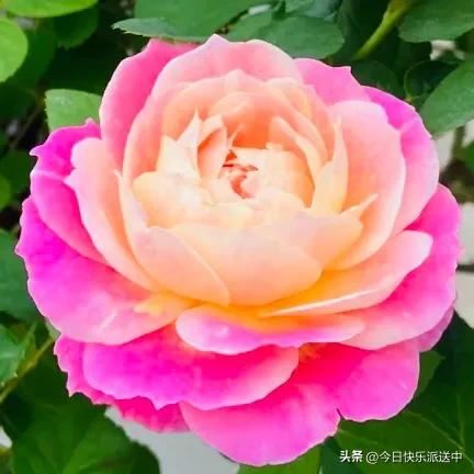 美醉了的月季花图片,各种颜色的月季花图片