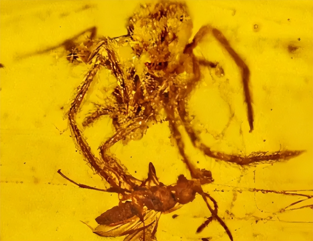 各种古生物化石图片,神秘的地球古生物昆虫化石