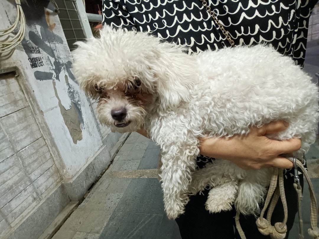 如果看到流浪狗请善待它们,遇到流浪狗请善待他们