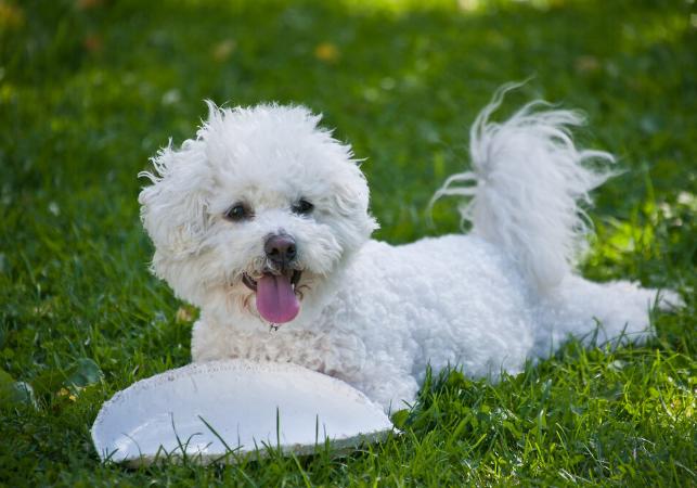 比熊泪痕怎么治,比熊泪痕严重怎么去除