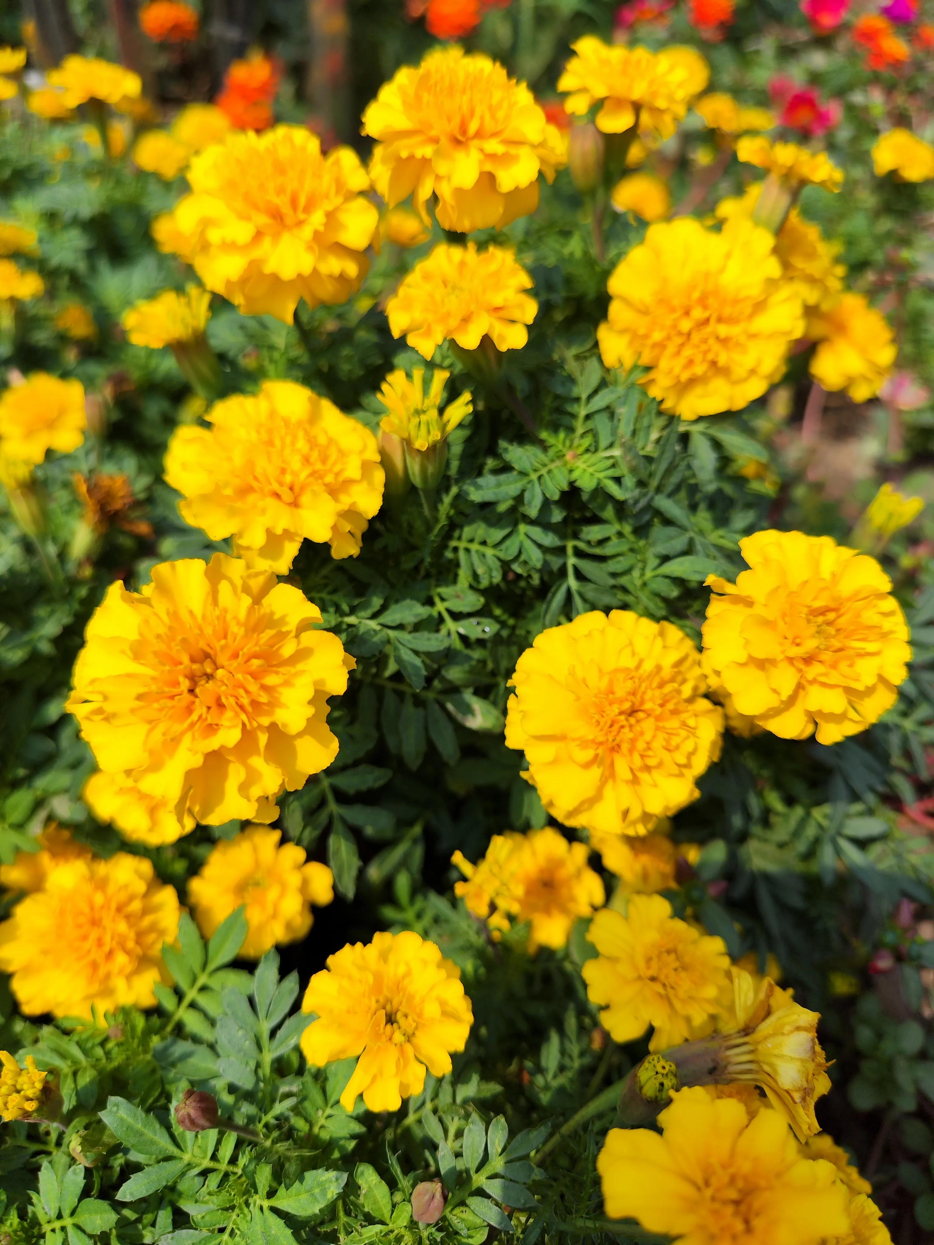 万寿菊大朵花,一束万寿菊