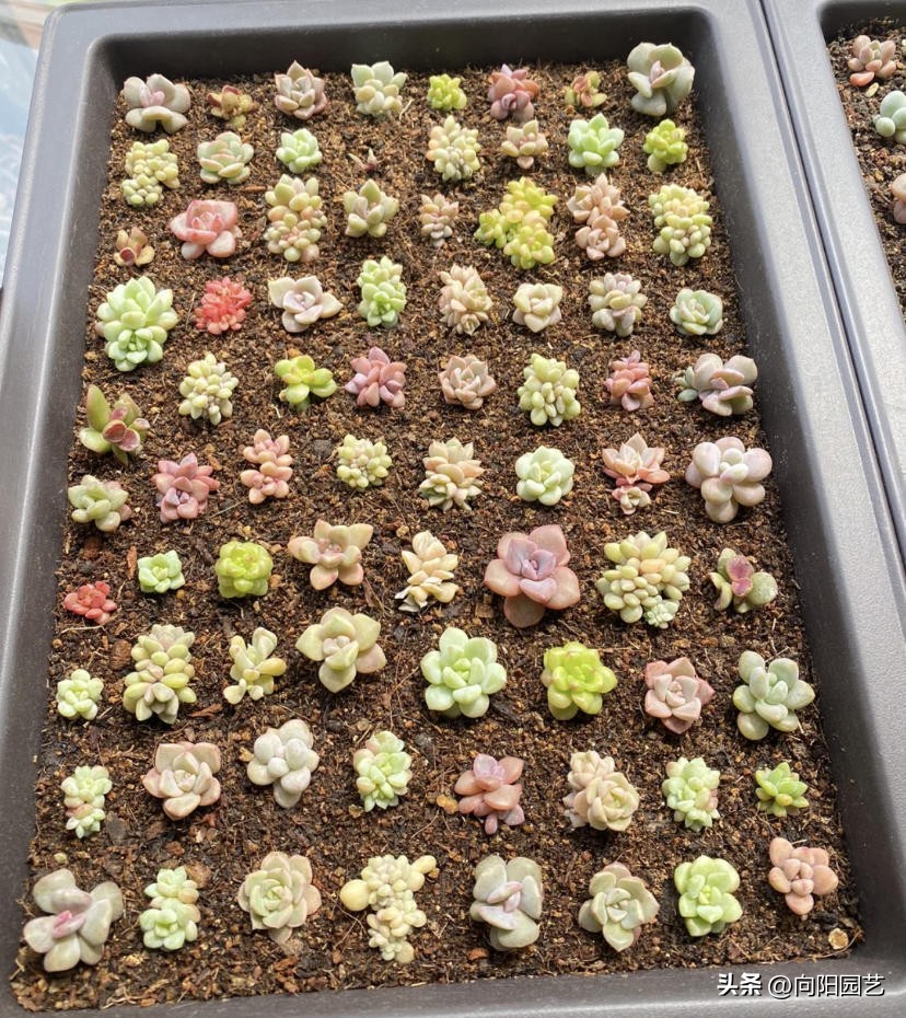 多肉怎么用叶片繁殖,多肉几月份适合砍头或叶插