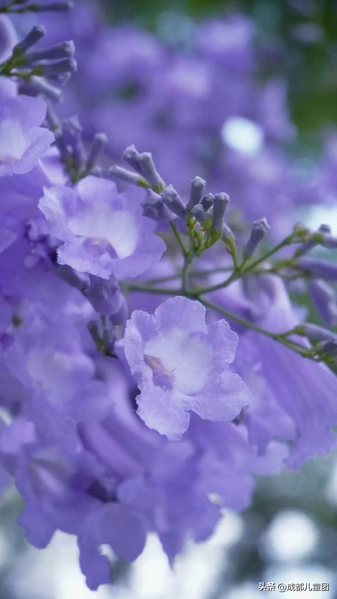 成都武晋路蓝花楹,昆明街头蓝花楹绽放成梦幻花海