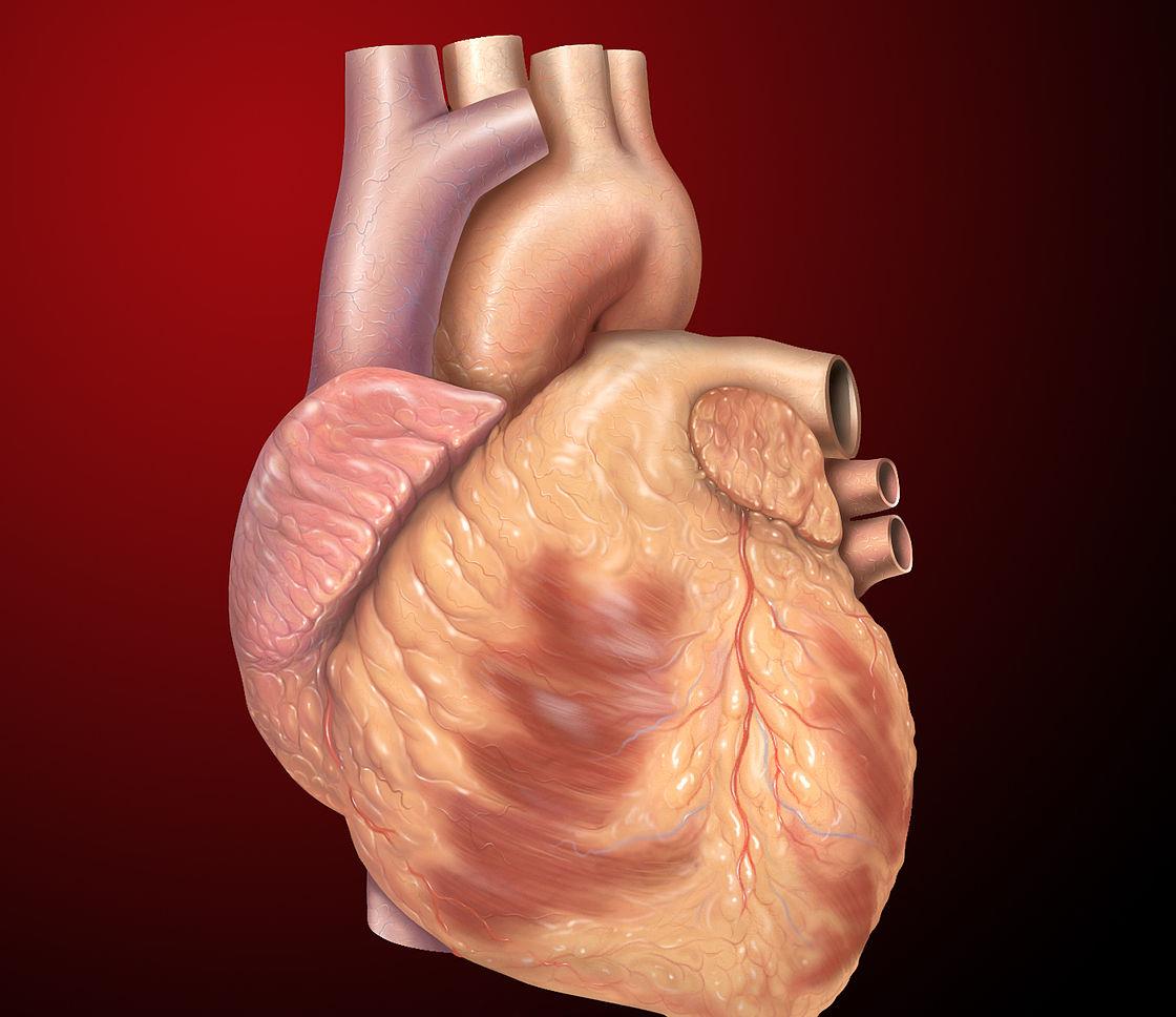 心脏跳动的极限是2亿次,人的心脏一辈子跳动大约30亿次