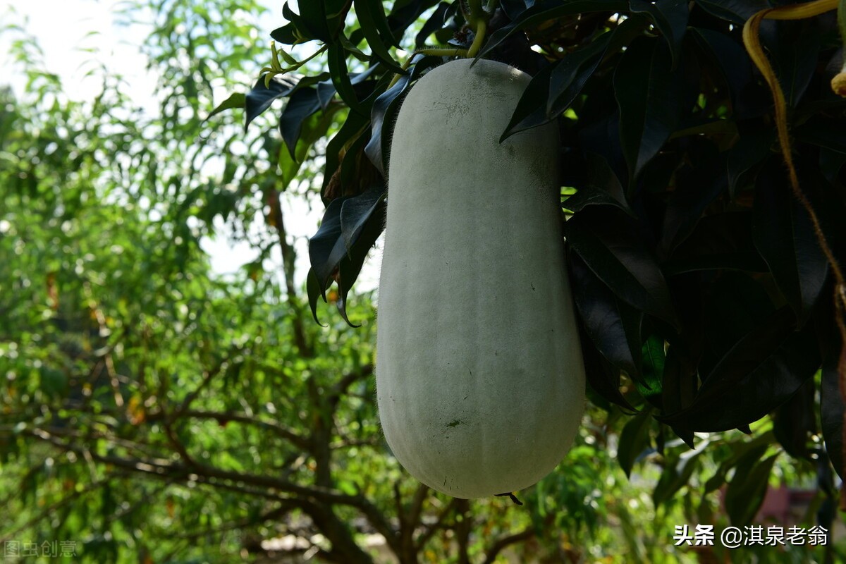 冬瓜稳产高产栽培技术计划书,冬瓜高产的管理方法