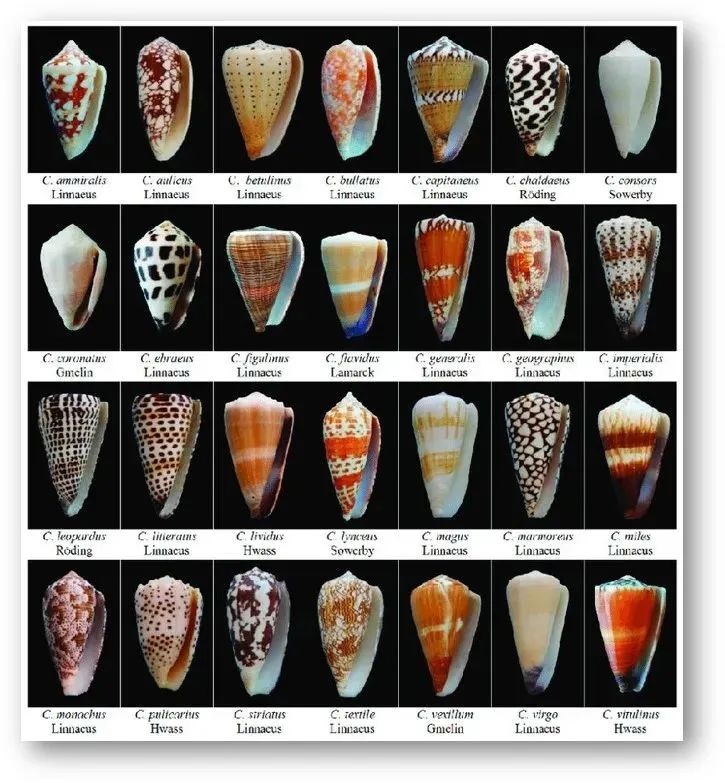 介绍一个名字吓人的皱纹杀手