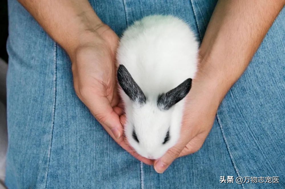 兔子的尾巴长不了打一字,你知道其实兔子的尾巴并不短吗