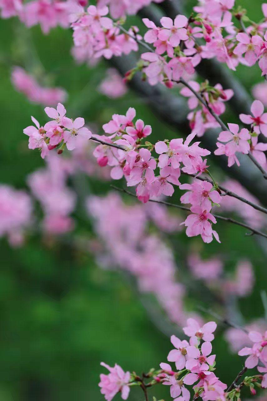 清明十首最好诗赏析,清明节诗词作品