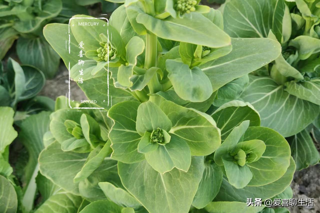 春季，6种蔬菜晒干比新鲜的更好吃，炒菜做饭特别香，还久放不坏